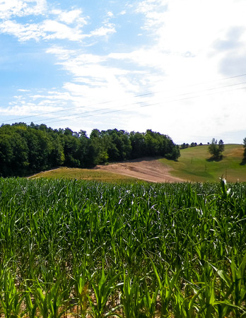 Landscape of corn field, and blue sky as a background. Nature and agriculture concept.の写真素材