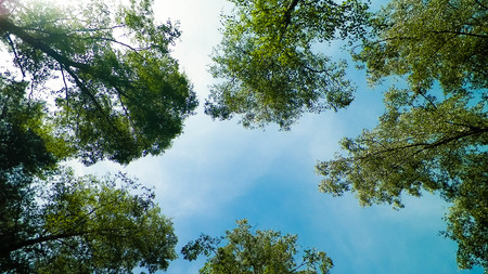 Tuchola Forest trees as nature background. Exploration and summer nature concept. Tuchola Forest in a region at South Kashubia in Poland.の写真素材