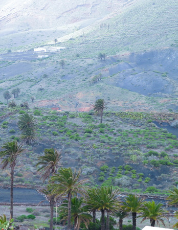 Exotic nature of the northern part of the Lanzarotte island. Hills and palms, nature and travel concept.の写真素材