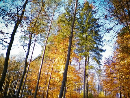Autumnal forest landscape. Gold colored leaves on high trees - beauty of Polish nature.の写真素材