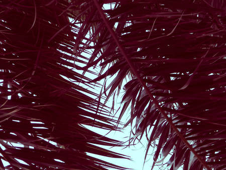 Close up of green palm leaves as background. Tropical climate, nature concept. Abstract red filter toned.の写真素材