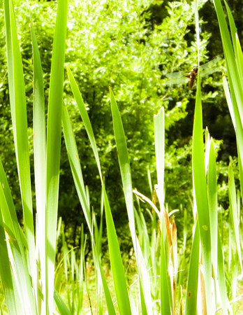 Close up of green leaves of typha plant. Water grass, nature of Tuchola Forest and Kashubian region in Poland. Nature background.の写真素材