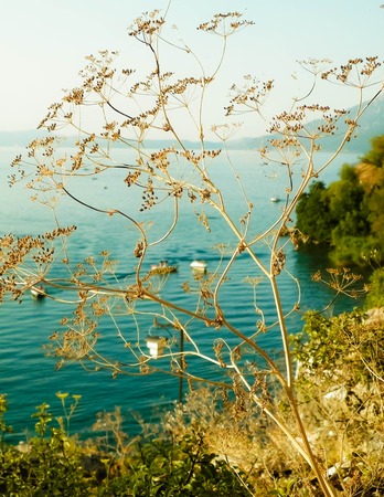 Close up of dried plant and beautiful water of Ochrid Lake, Macedonia. Balkan nature and travel...