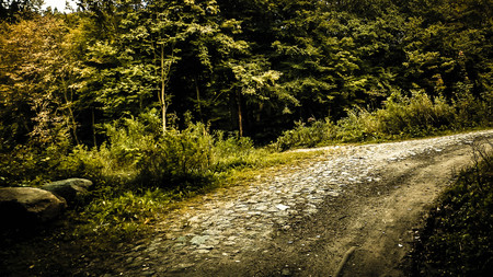 Road in forest, Polish nature. Traveling and nature concept. Abstract filter toned.