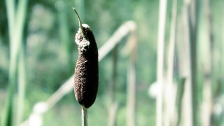Close up of typha plant. Nature of Tuchola Forest and Kashubian region in Poland. Copy space, nature background.の写真素材