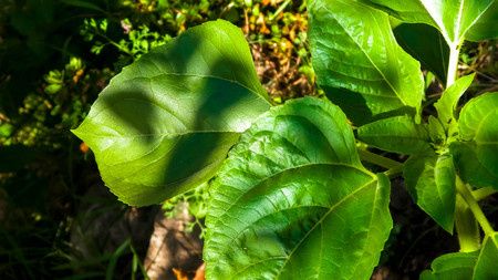 Close up of plant with green leaves. Nature background.の写真素材