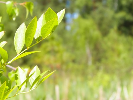 Close up of bush and it's green leaves. Flora of Tuchola Forest region in Poland. Nature background, summer. Copy space.の写真素材