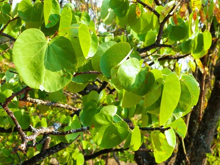 Nature background. Close up of branch and green leaves - mediterranean nature, Macedonia.の写真素材