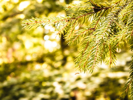 Close up of spruce branch. Copy space, nature concept.