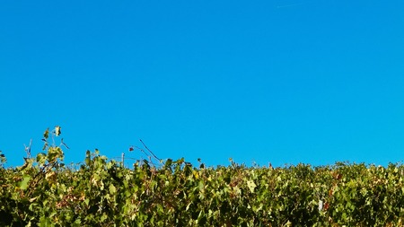 Vineyards of Tuscany on blue sky background.. Autumn country landscape, agriculture and nature concept. Copy space.の写真素材