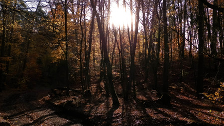 Autumn forest in sunny day. Golden Polish autumn. Nature conceptの写真素材