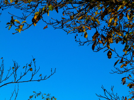 Autumn leaves against blue sky as nature background. Copy space.の写真素材