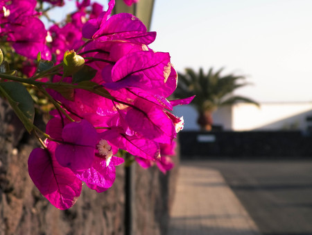 Close up of blooming violet flowers on Lanzarote island. Exotic canarian nature, close up of flower petals.の写真素材
