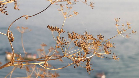 Close up of dried plant and beautiful water of Ochrid Lake, Macedonia. Balkan nature and travel concept.の写真素材