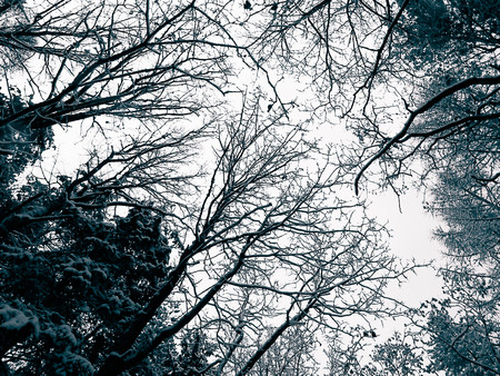 Winter forest landscape. Nature concept, BW filter toned.の写真素材