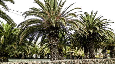 Palms in Haria, Lanzarote, Canary Islands. Haria is named as "City of thousand palms". Nature concept.の写真素材