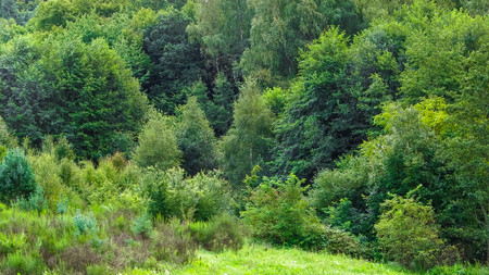 Summer season - green forest of northern Poland. Nature concept.の写真素材