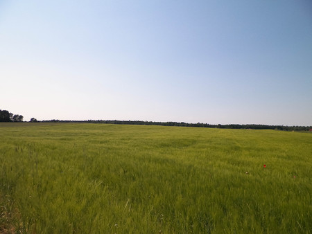 Nature landscape of green field in Kashubian village. Nature and agriculture concept.の写真素材