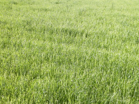 Meadow of green grass as background. Copy space. Agriculture and nature copcept.の写真素材