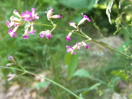 Close up of pink flower. Summer nature in Poland, Tuchola Forest Region.の写真素材