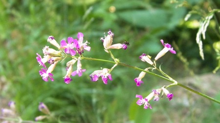 Close up of pink flower. Summer nature in Poland, Tuchola Forest Region.の写真素材