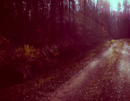 Mysterious autumnal forest landscape. Nature concept. Pink vintage filter toned.の写真素材