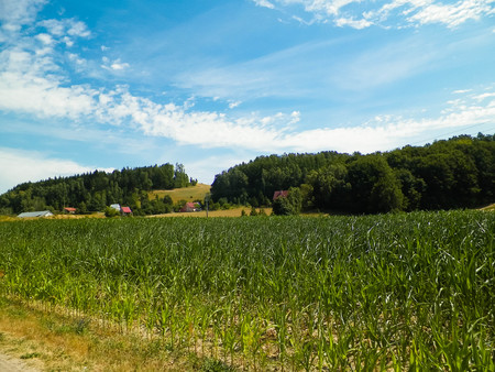 Landscape of corn field, and blue sky as a background. Nature and agriculture concept.の写真素材