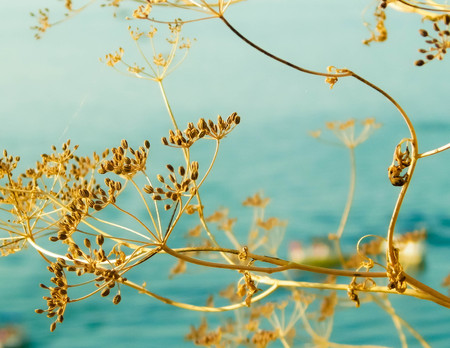 Close up of dried plant and beautiful water of Ochrid Lake, Macedonia. Balkan nature and travel concept.の写真素材