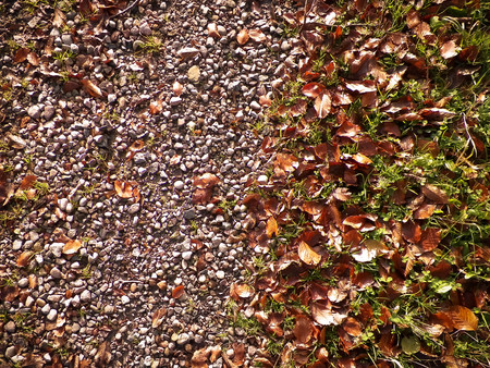 Forest bedding as nature background, copy space, autumnal nature concept.の写真素材