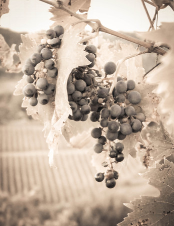 Close up of grape fruits on the vine tree. Agriculture and nature concept. Copy space. BW Sepia toned.の写真素材