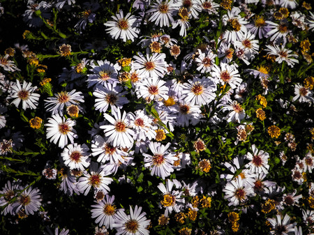 Gerbera flowers as nature background. Daisy Gerbera flowers, summer nature.の写真素材