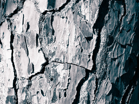 Tree bark as nature background. Tree trunk. Copy space, nature concept. BW filter toned
