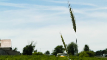 Close up of wheat plant. Agriculture and nature concept, nature background.