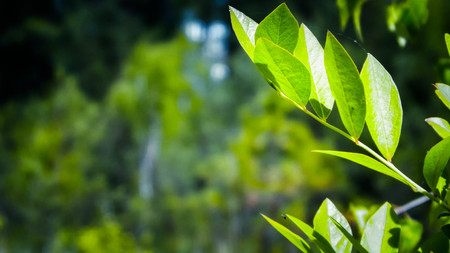 Close up of bush and it's green leaves. Flora of Tuchola Forest region in Poland. Nature background, summer. Copy space.の写真素材