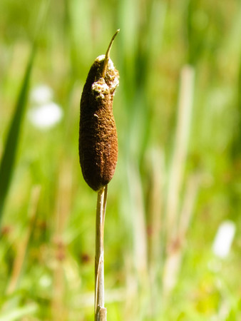 Close up of typha plant. Nature of Tuchola Forest and Kashubian region in Poland. Copy space, nature background.の写真素材