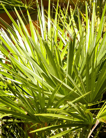 Close up of agave plant. Tropical desert nature.の写真素材