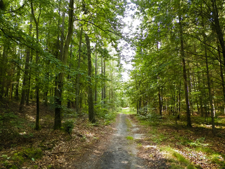 Green forest in sunny day. Summer season. Nature of Poland.の写真素材