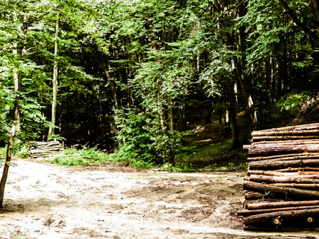 Pile of wood beam. Cutting forest, environmental conservation concept.