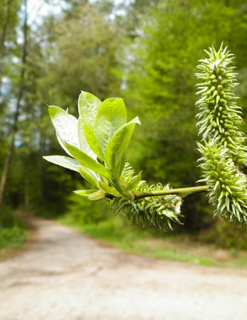 Close up of willow flowers. Flowering willow - waking up nature. Nature concept.