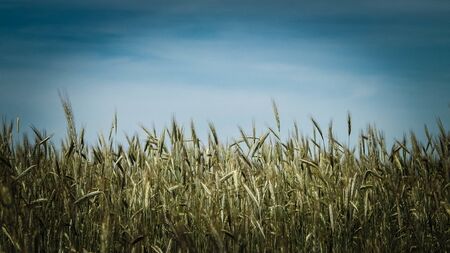 Landscape of wheat field, agriculture and nature background. Summer time, copy space.の写真素材