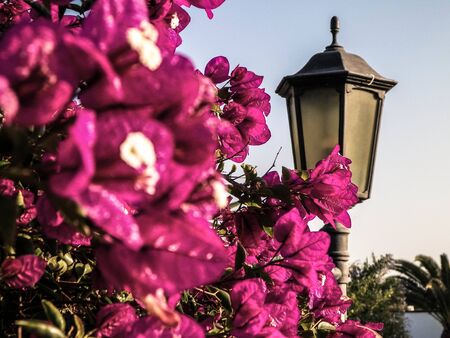 Close up of blooming violet flowers on Lanzarote island. Exotic canarian nature, close up of flower petals.の写真素材