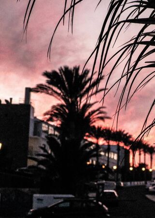 Close up of palm leaf and view on streets of Playa Blanca during sunset. Exotic, tropical nature and city life. Tourism concept. Lanzarote, Canarian islands.の写真素材