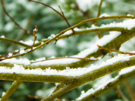 Fresh snow on tree branch. Winter season nature.の写真素材