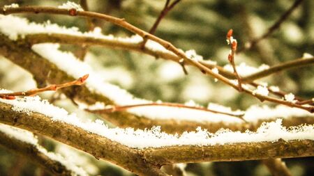 Fresh snow on tree branch. Winter season nature.