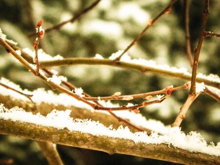 Fresh snow on tree branch. Winter season nature.の写真素材