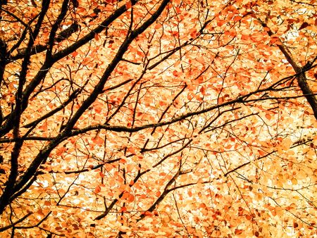 Branches with yellow leaves as nature background. Golden autumn in forest, copy space.の写真素材