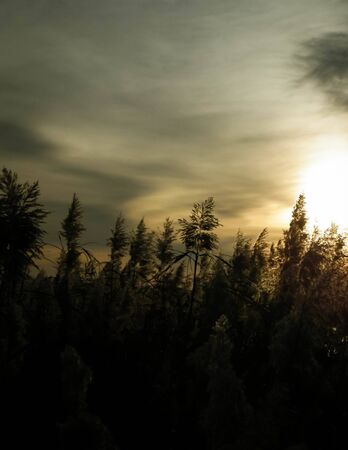 Phragmites grass (phragmites australis) on beautiful sunrise sky background.の写真素材