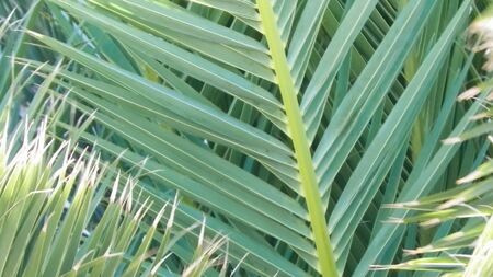 Close up of green palm leaves as background. Tropical climate, nature concept.の写真素材