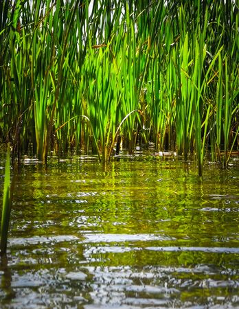 Close up of typha plant in lake water. Copy space on lake water.の写真素材