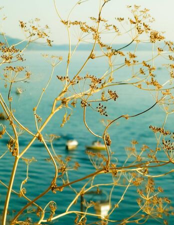 Close up of dried plant and beautiful water of Ochrid Lake, Macedonia. Balkan nature and travel concept.の写真素材